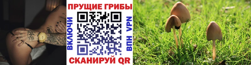 где найти   Звенигово  Галлюциногенные грибы Psilocybine cubensis 